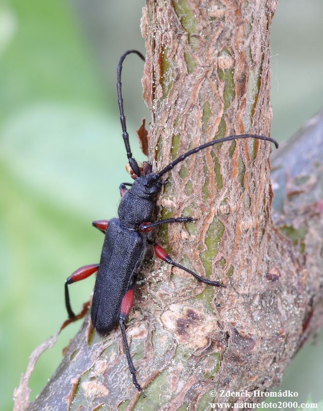 tesařík, Ropalopus femoratus (Linnaeus, 1758), Callidiini, Cerambycidae (Brouci, Coleoptera)